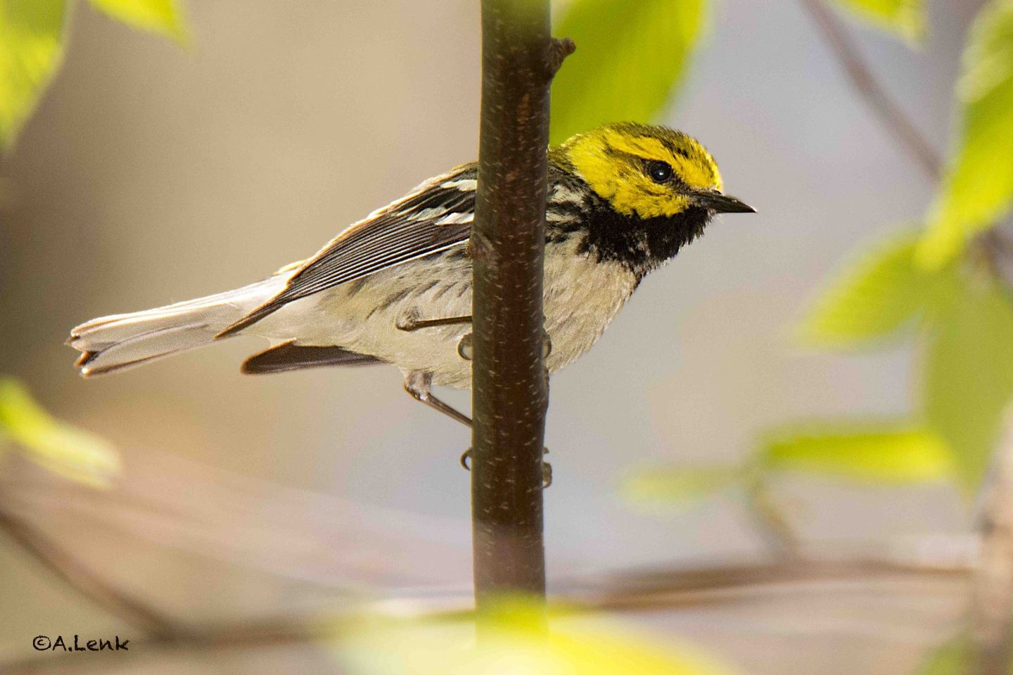 Blue Ridge Birding