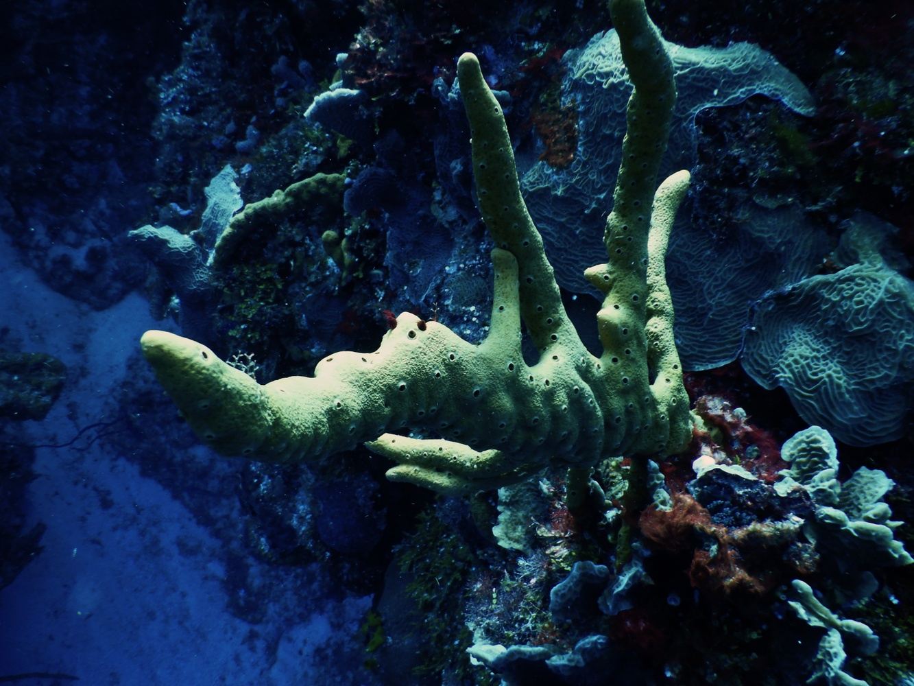 Night Dive Catalinas 24/4/25
