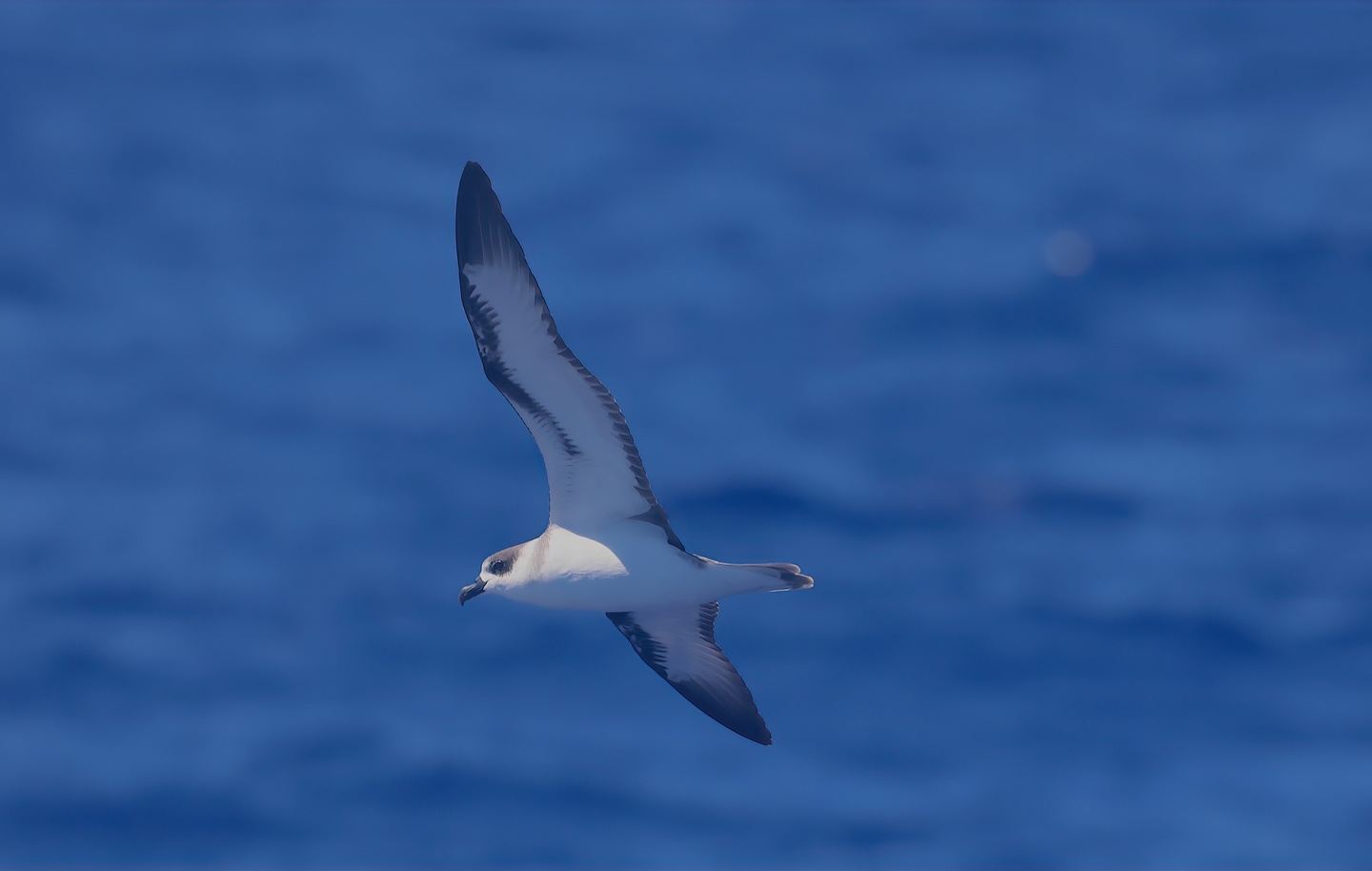 Big Island Birding Blitz: February 2027