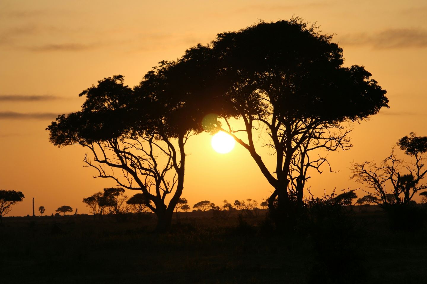 African Safari Experience