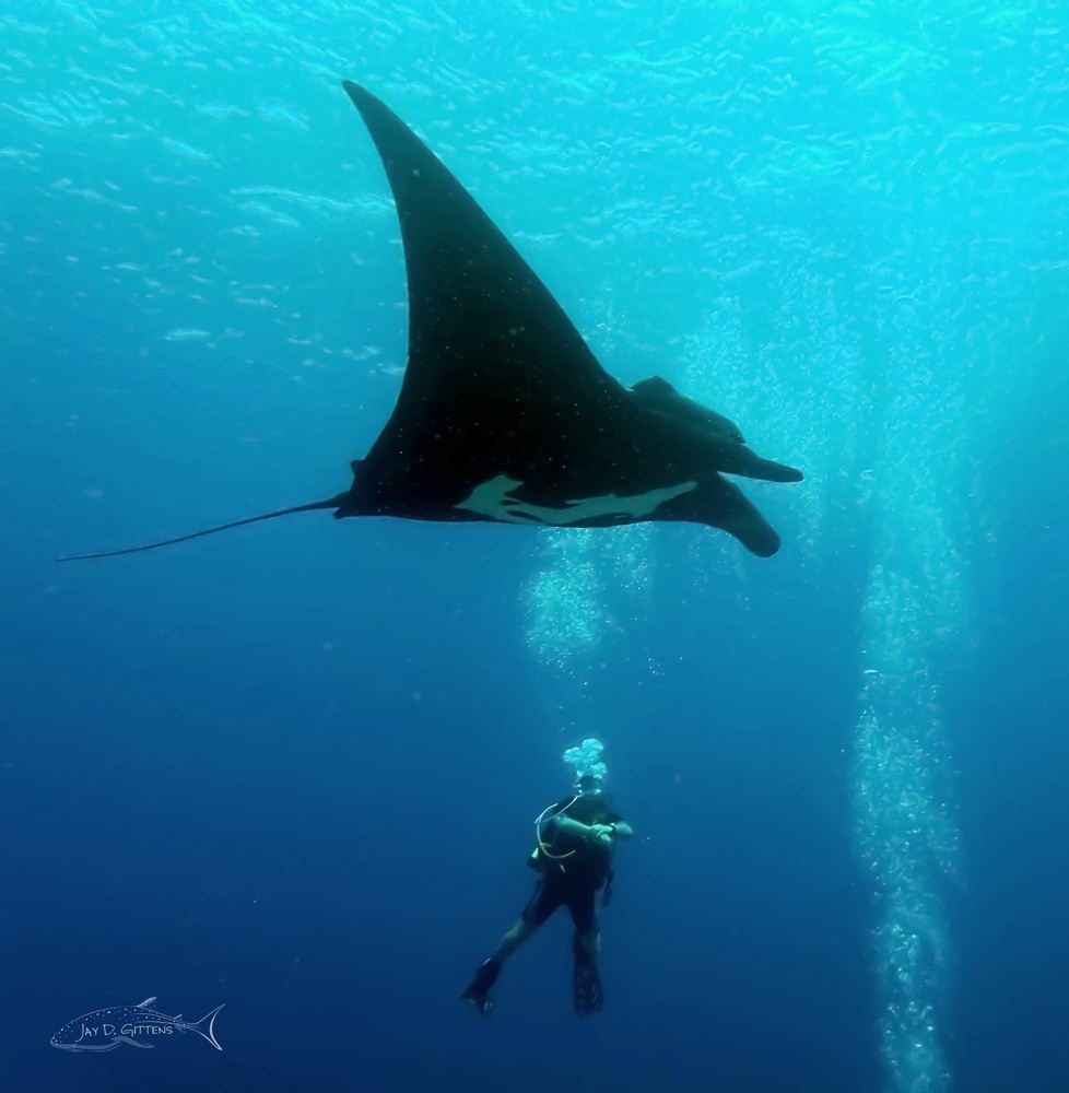 Manta Snorkeling Tour (departs from La Paz)