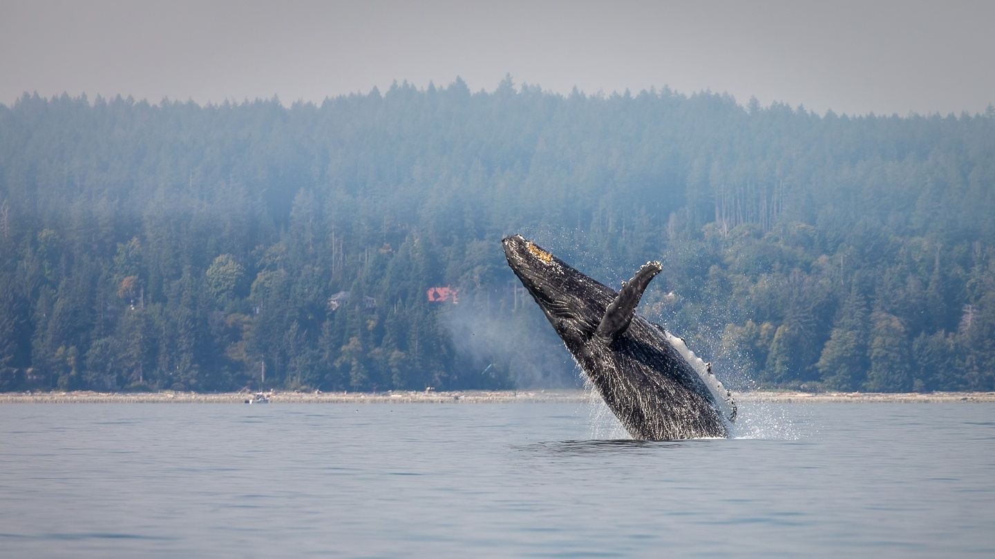 The best Wildlife, Wilderness and Wonder of Vancouver Island