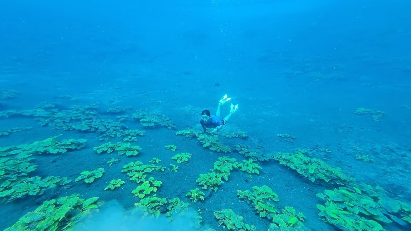 CRATER AZUL TOUR - FROM FLORES - photo 2