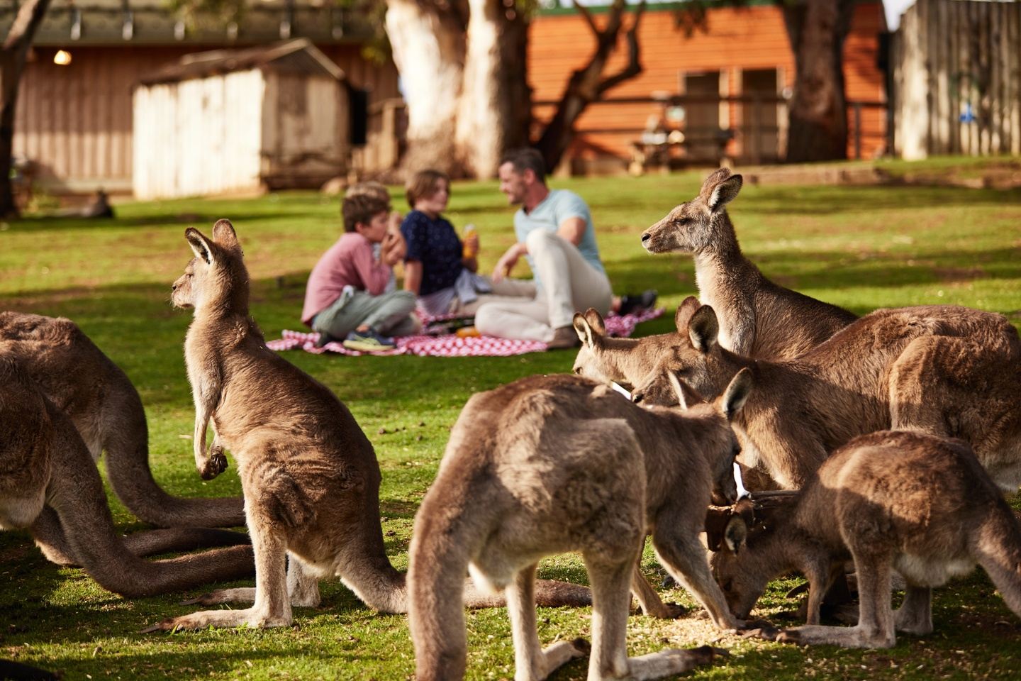 Brian Carter's Journey Down Under