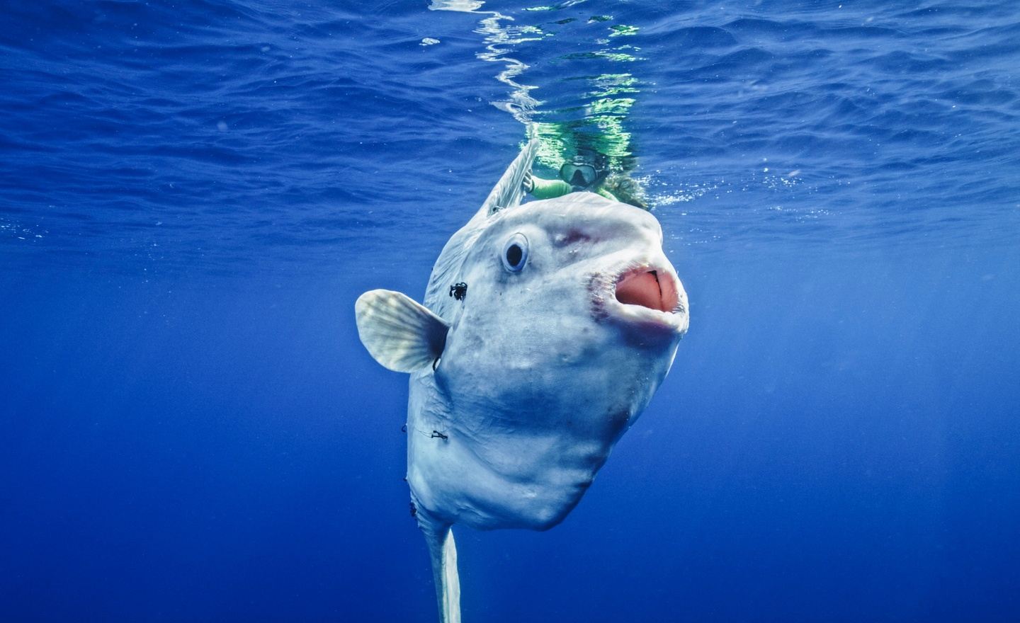 San Diego Pelagic Expedition