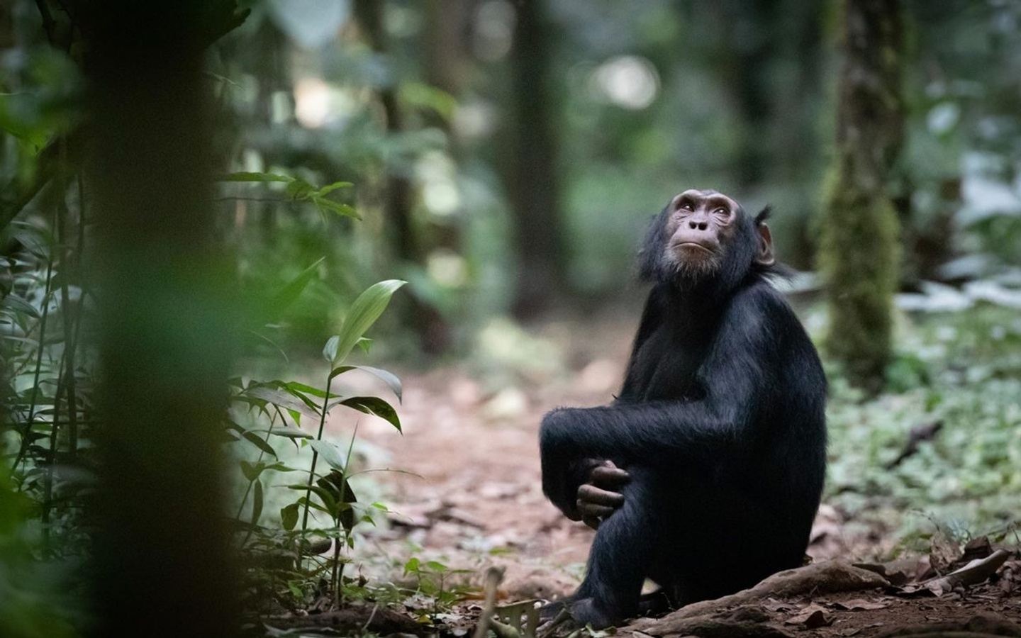 3 Days Chimpanzee Habituation in the primate capital Kibale Safari