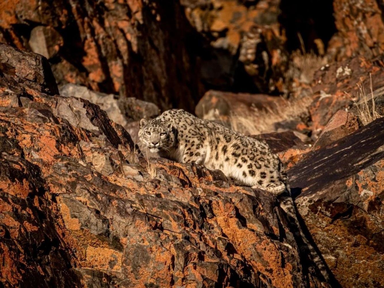 Wildlife Dreams Snow Leopard Experience in Winter