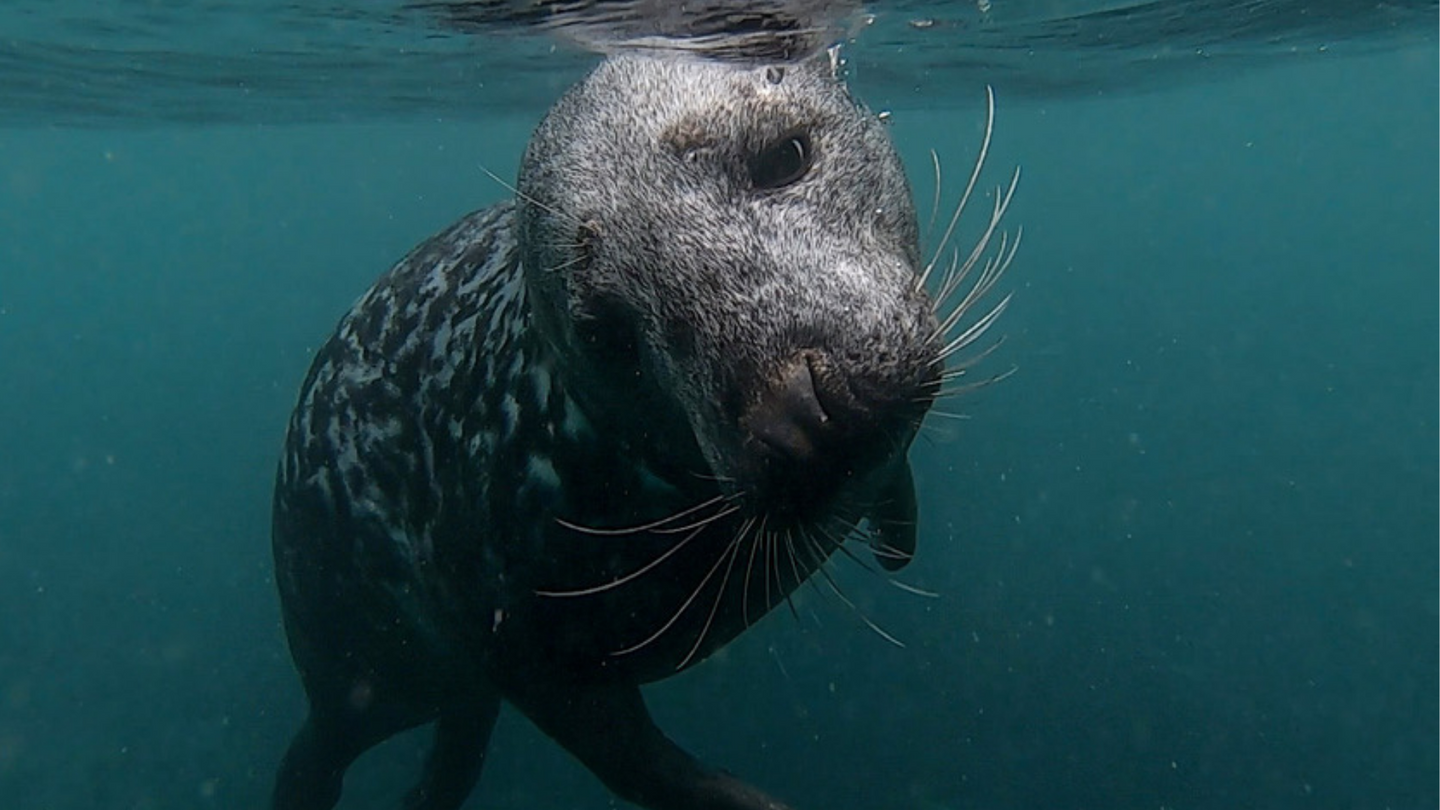 Lundy Island Swim with Seals Day Trips