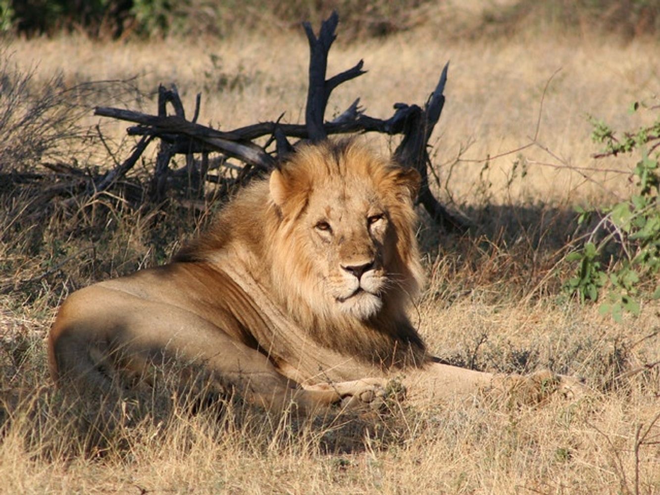 African Safari - June 2024