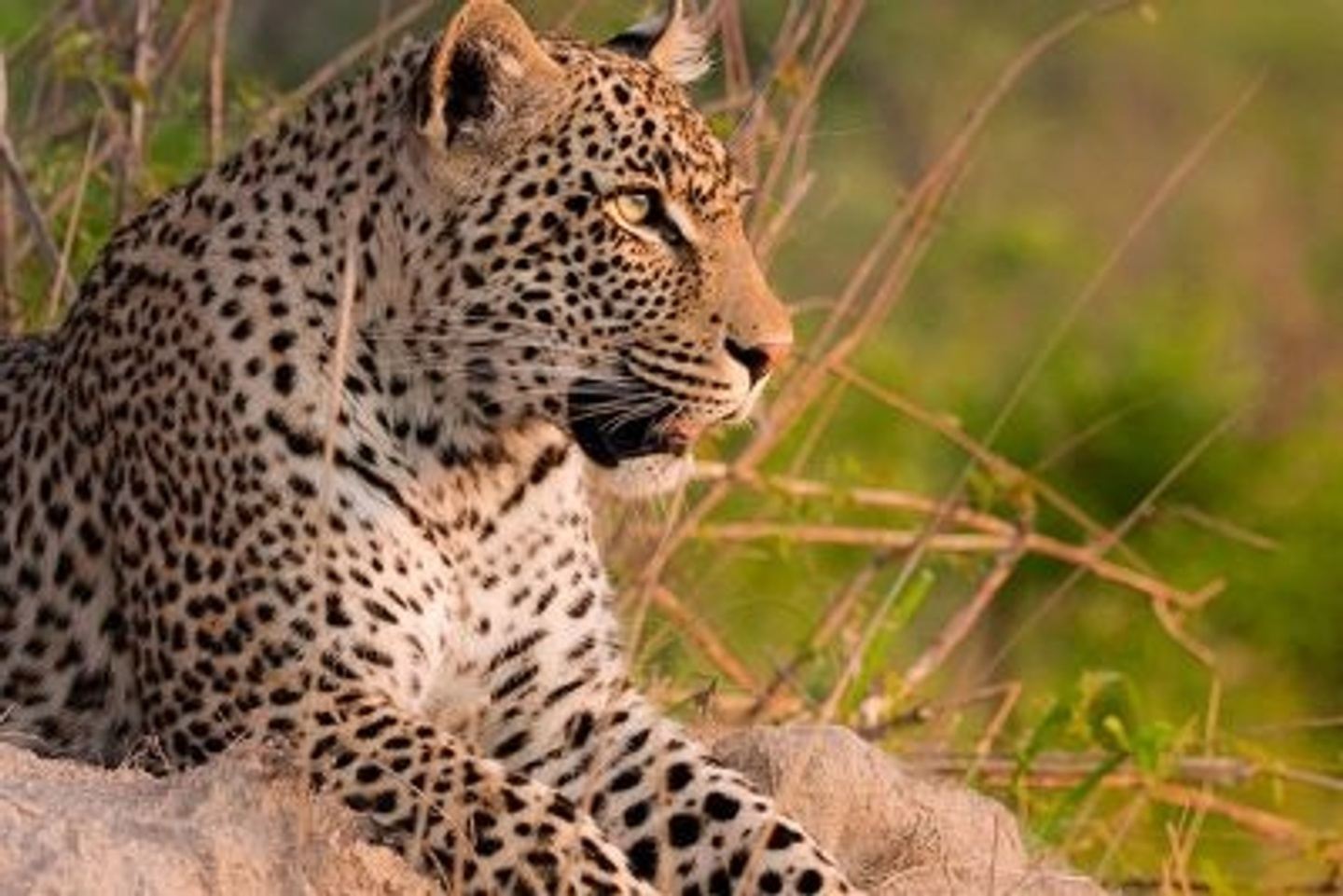 10 DAYS SAMBURU N.P,OL’ PEJETA CONSERVANCY, NAKURU N.P, MAASAI MARA N.