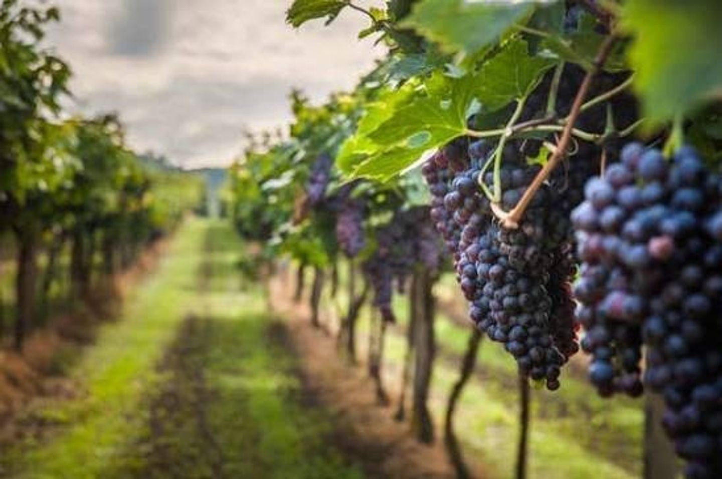 Cousiño Legacy & Urban Wine Tasting