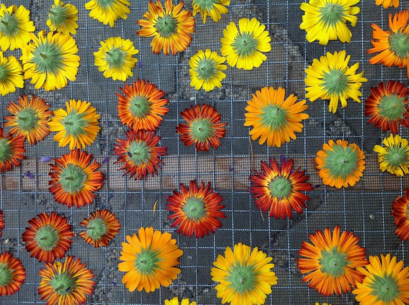 LIVING HERBALISM : ENTERING THE CIRCLE