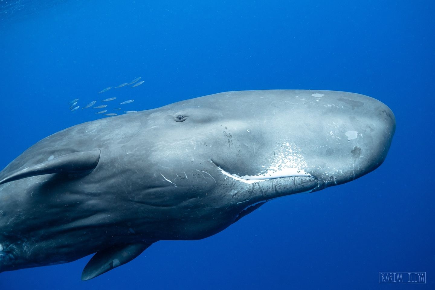 Swim with Sperm Whales, June 19th - June 25th (5 swim days / 6 nights)