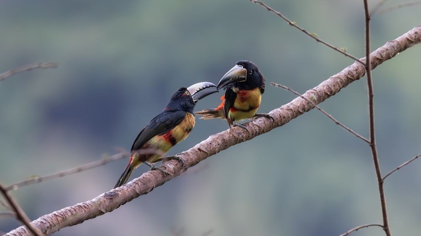 Belize Birding & Culture Tour
