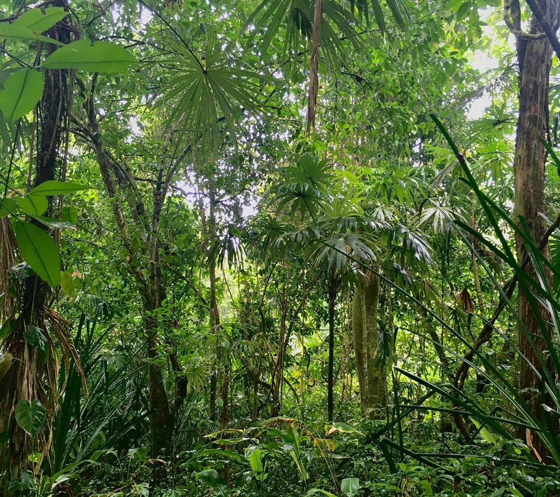 Retreat with Trisha to Costa Rica!