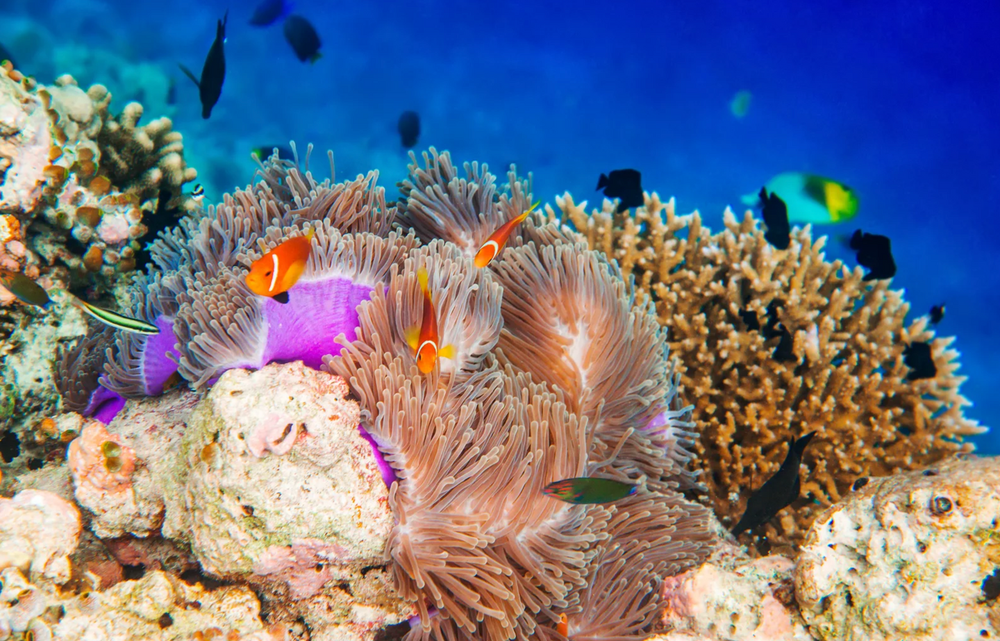 Be My Scuba Buddy in the Maldives!