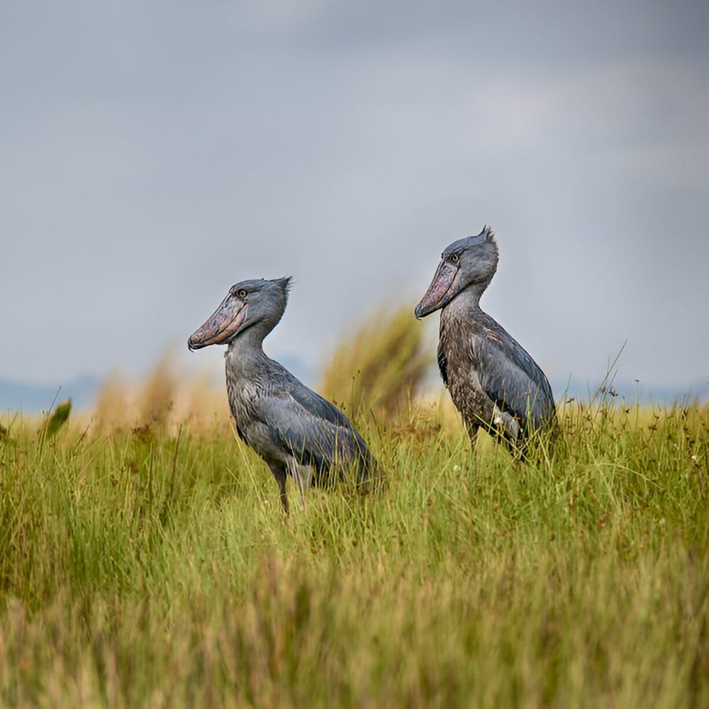 7-Day Albertine Rift Birding Tour