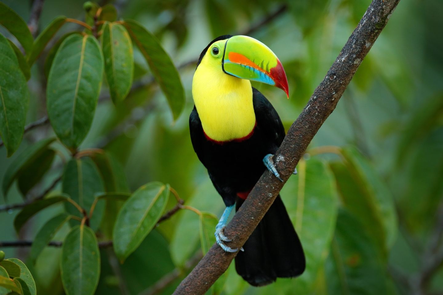Amazing Birds of Costa Rica 2027