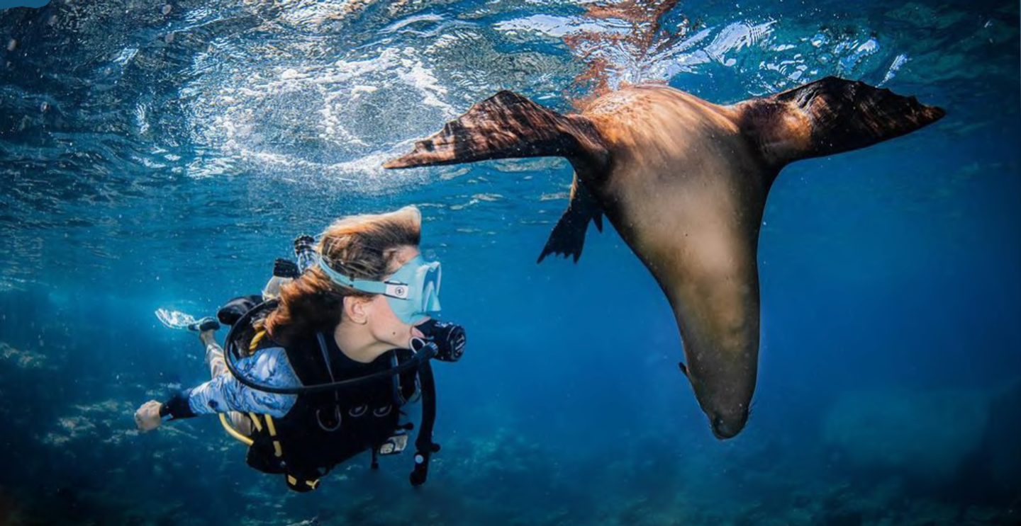 Sea Lions and Marlins in Mexico