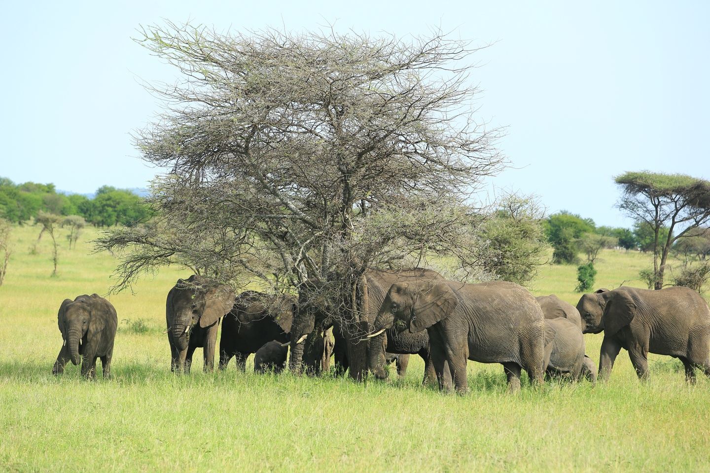 6-Day Great Wildebeest Migration Safari
