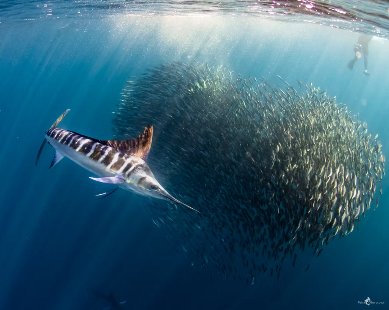 Freediving Sea of Cortez