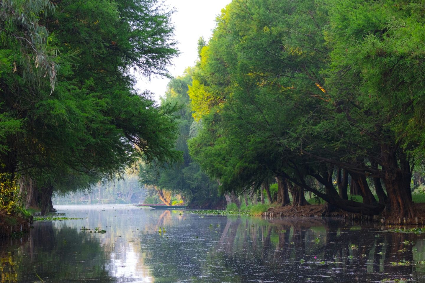 Eco Tour to the Floating Gardens of Xochimilco & Coyoacán