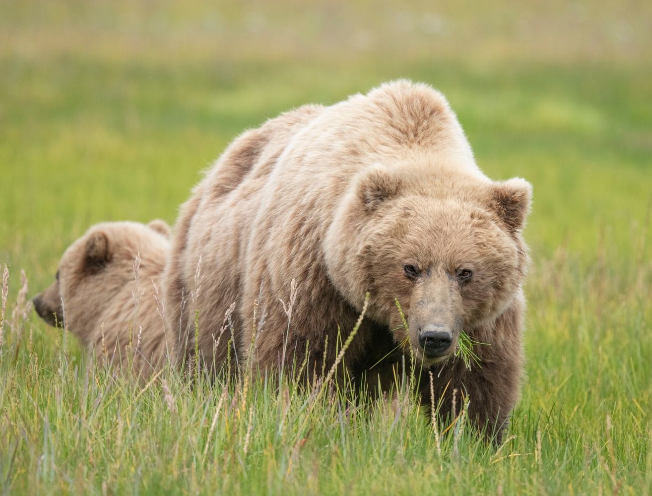 Bears and More Bears: Trip is Full