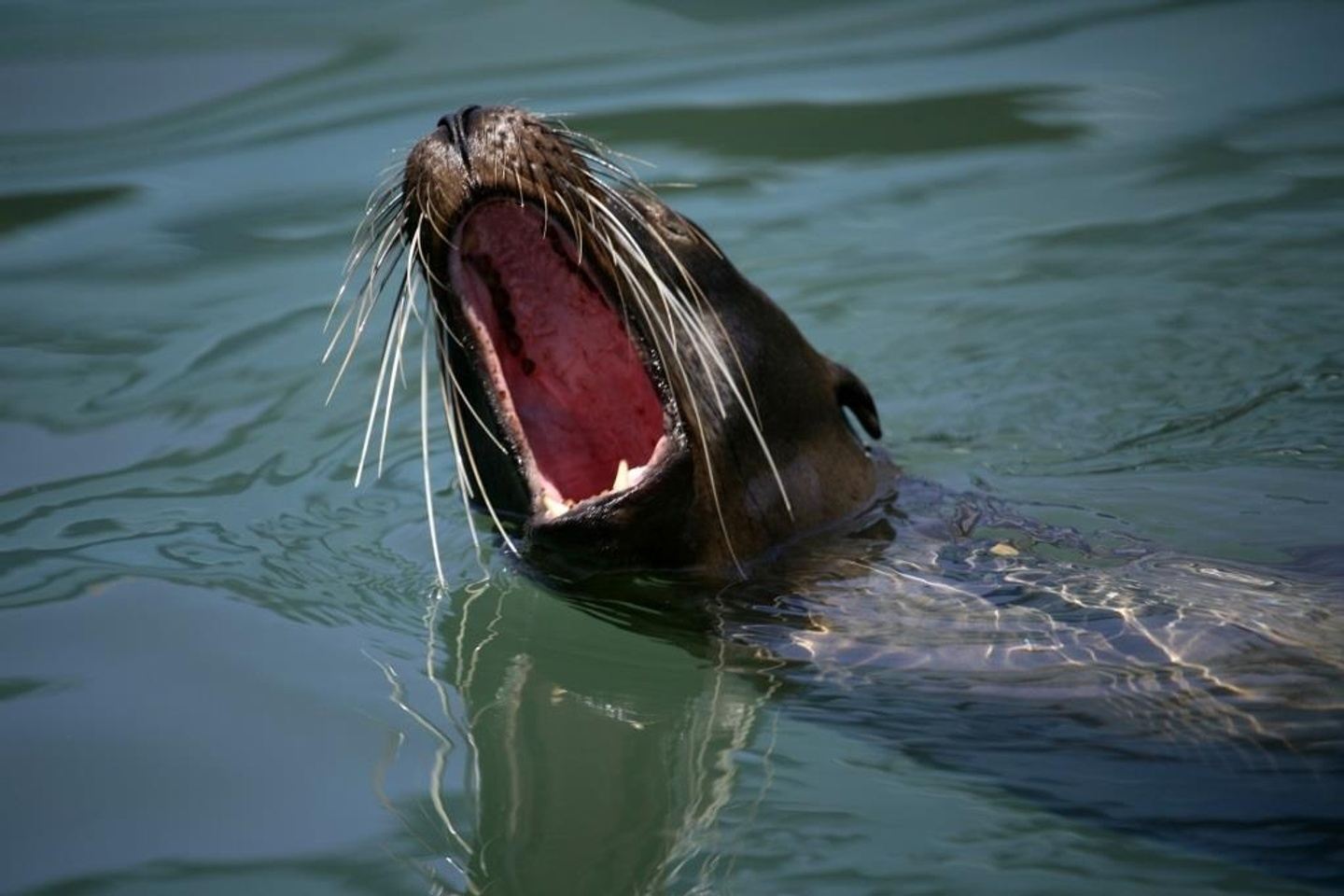 Galapagos Island Hopping  10 days, land base