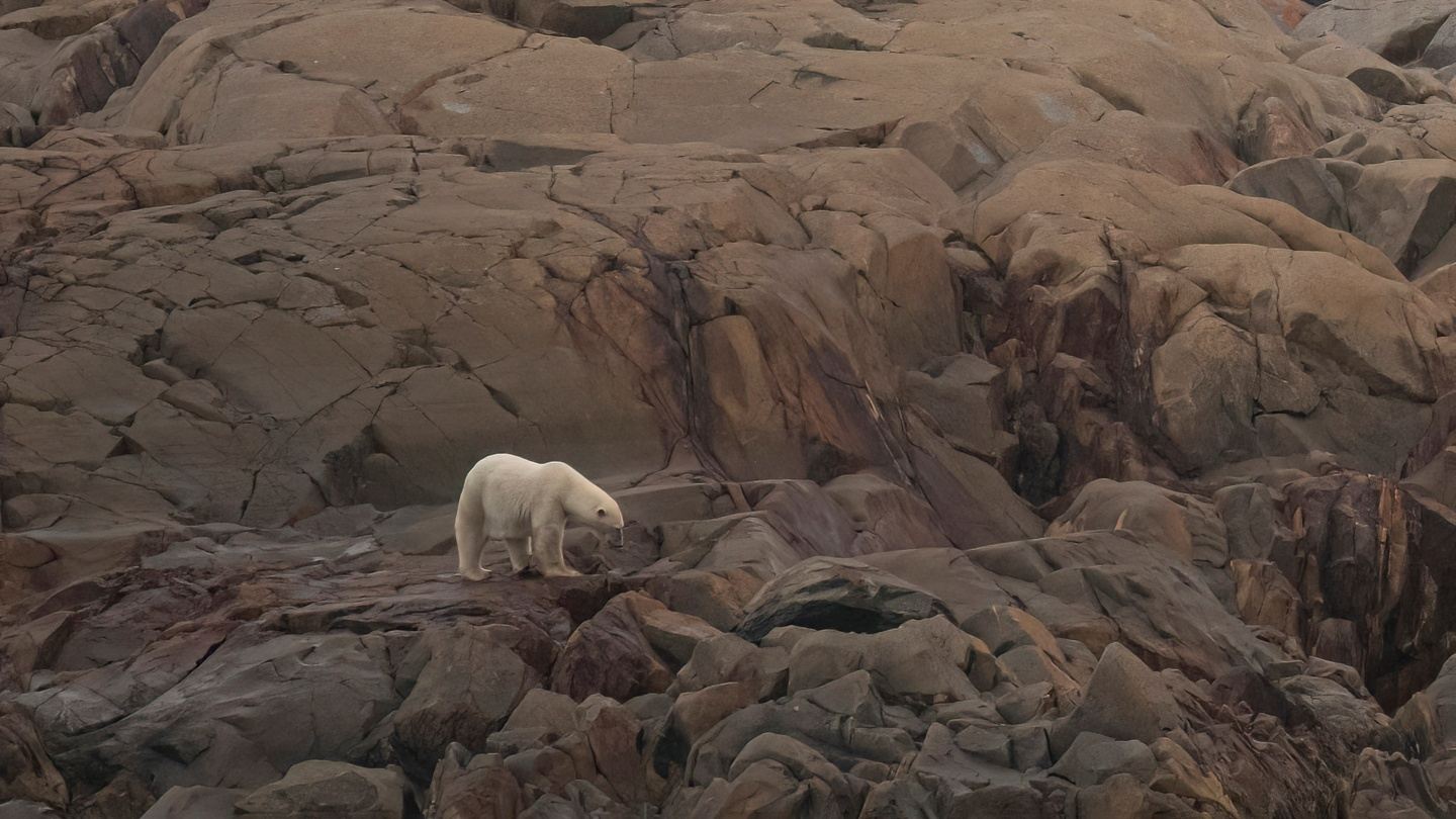 8-Day Polar Bear Photo Tour