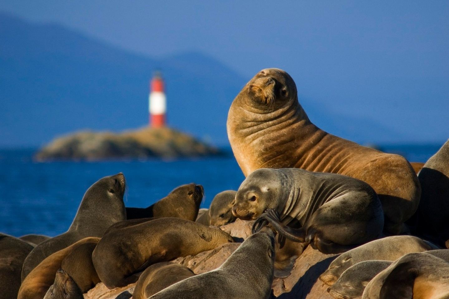 CANAL BEAGLE ISLA LOBOS