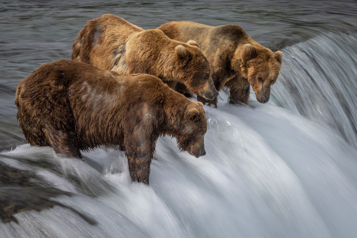 Bears of Katmai National Park 2026