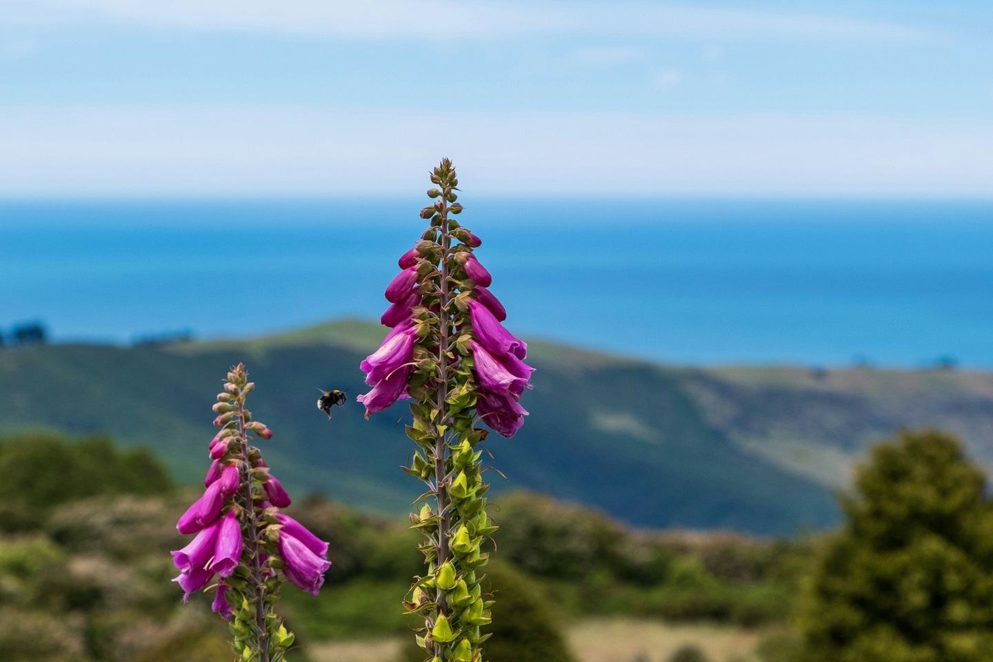 Book Society Traveling Book Club "Books & Bees" Point Reyes Retreat