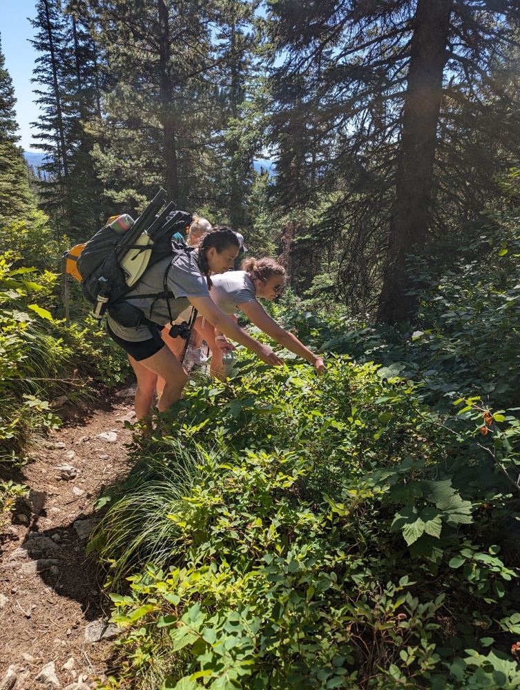 Bitterroot Mountain Berry + Edible Plant  Foraging Trip