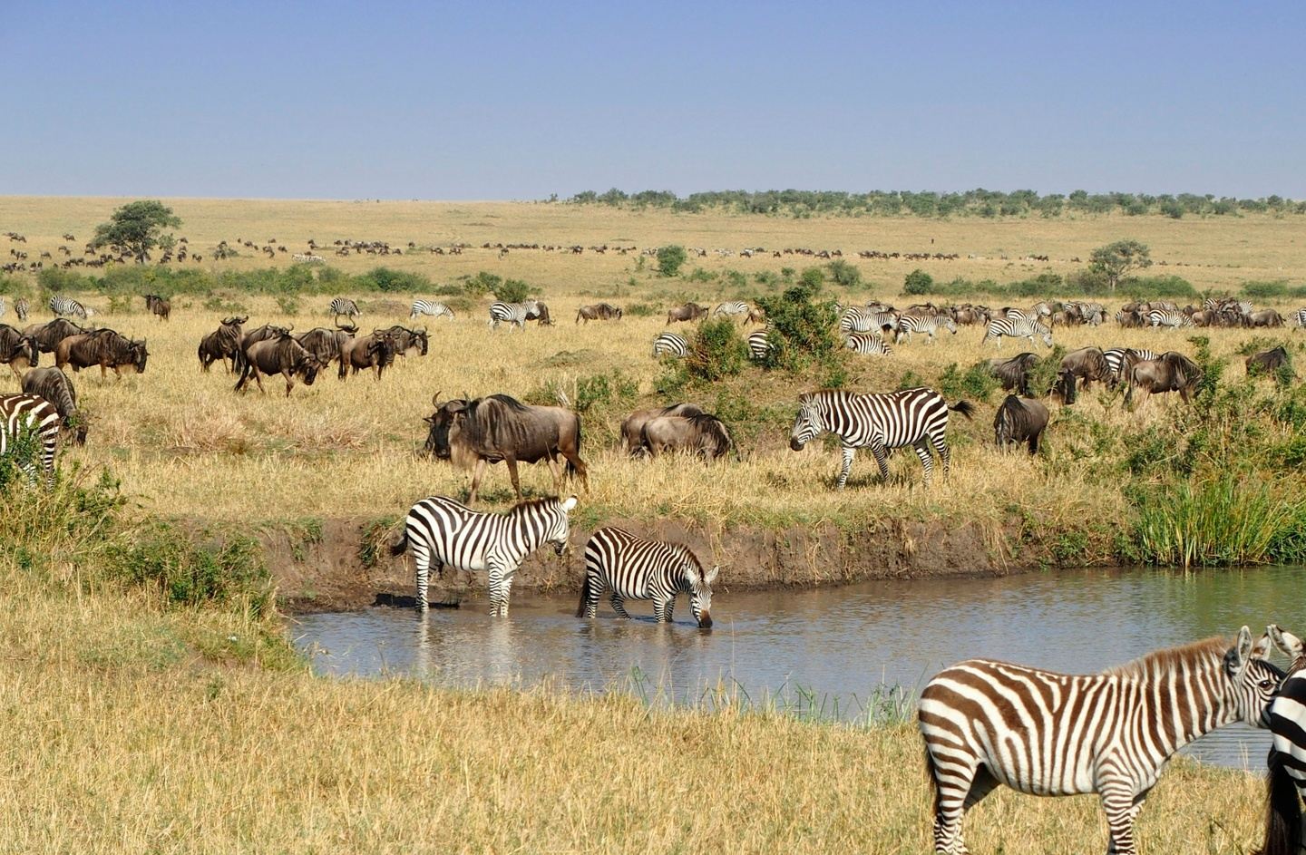 7 Days Kenya & Tanzania Safari + Zanzibar Extension