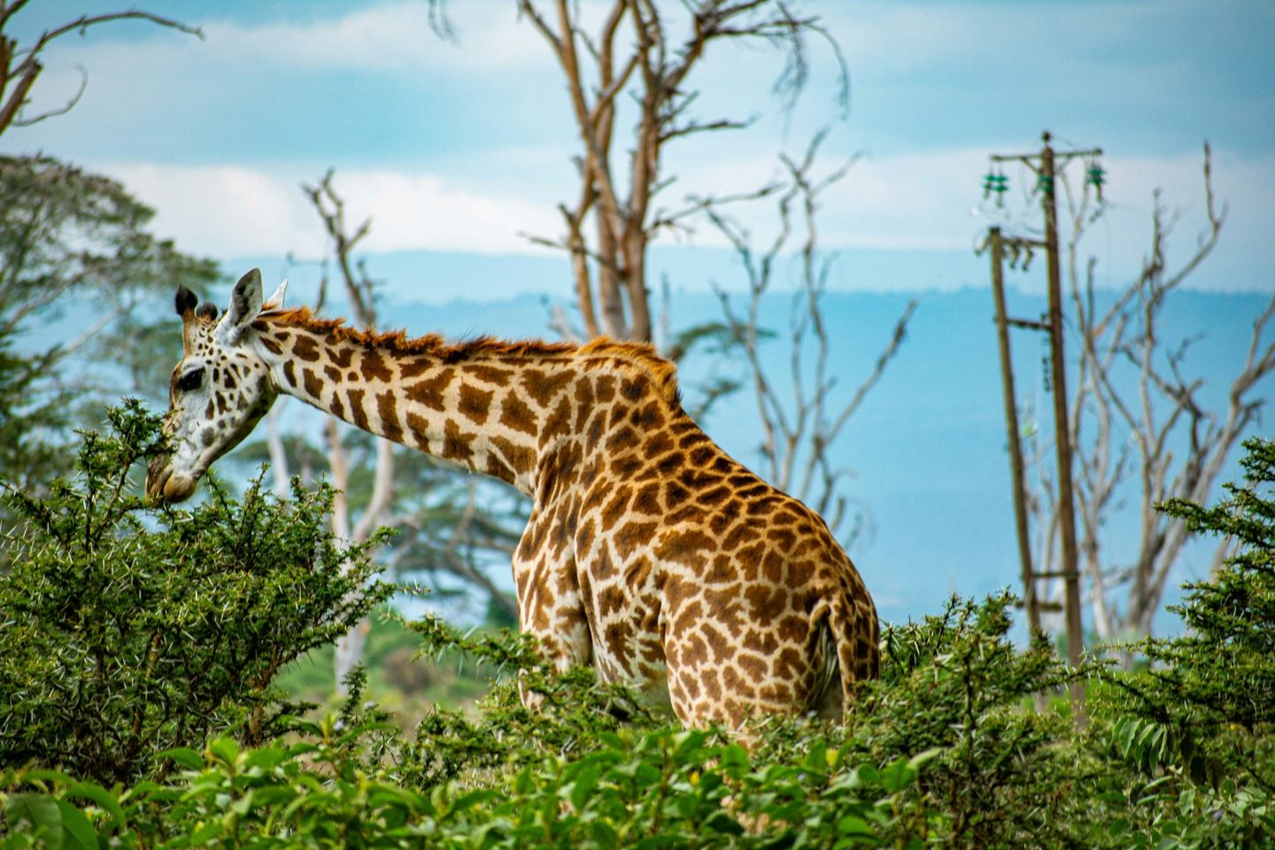 8 DAYS KENYA FAMILY SAFARI EXPERIENCE