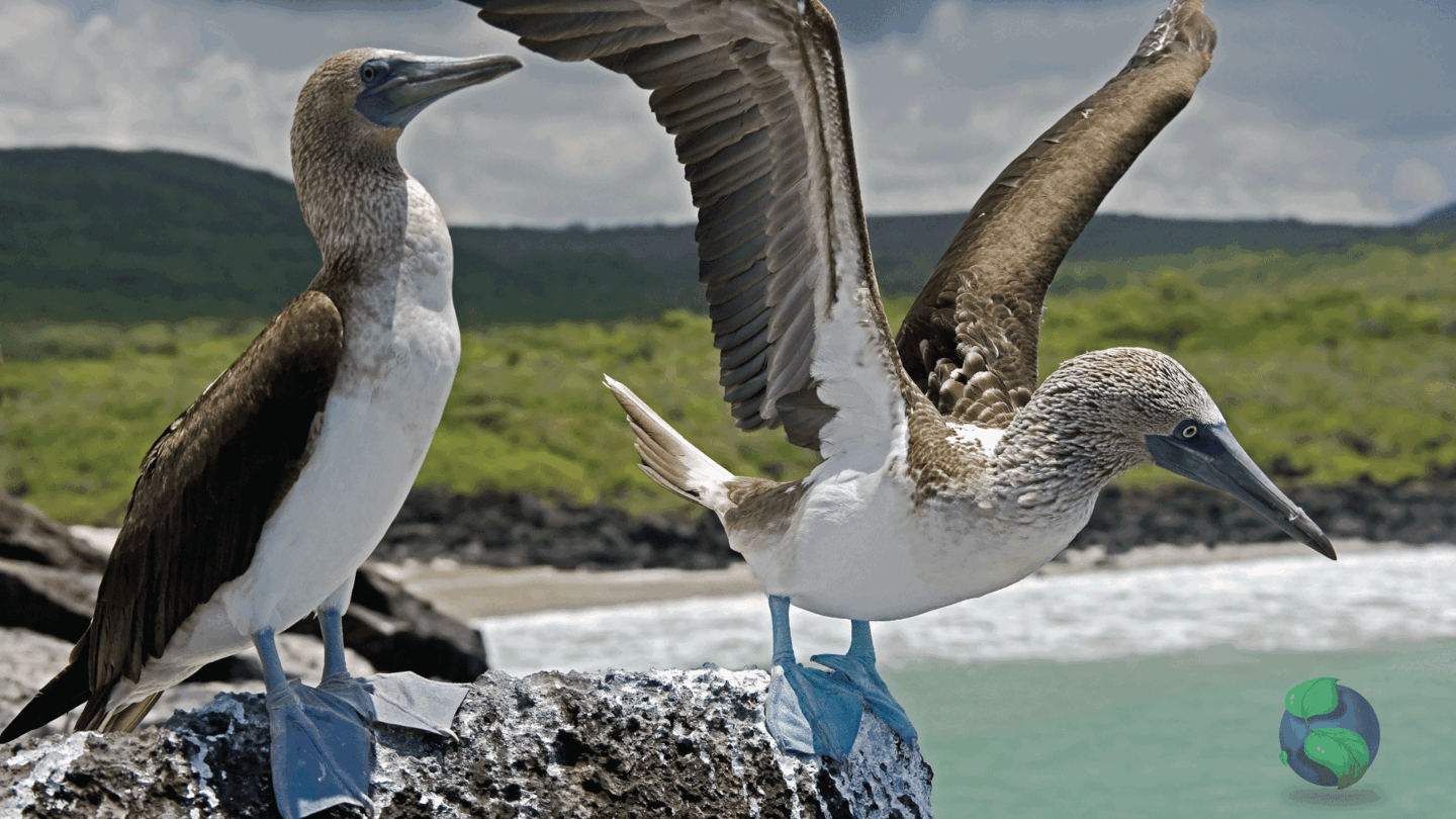 8 DAY - GALAPAGOS 360 TOUR "A" - IDEAL - SMART25