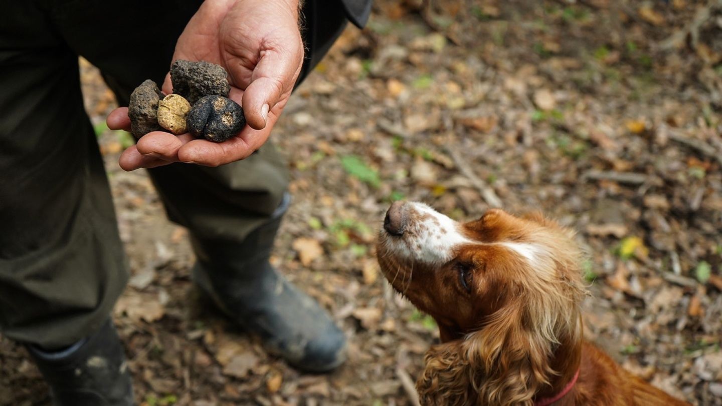 Croatian Culinary Adventure