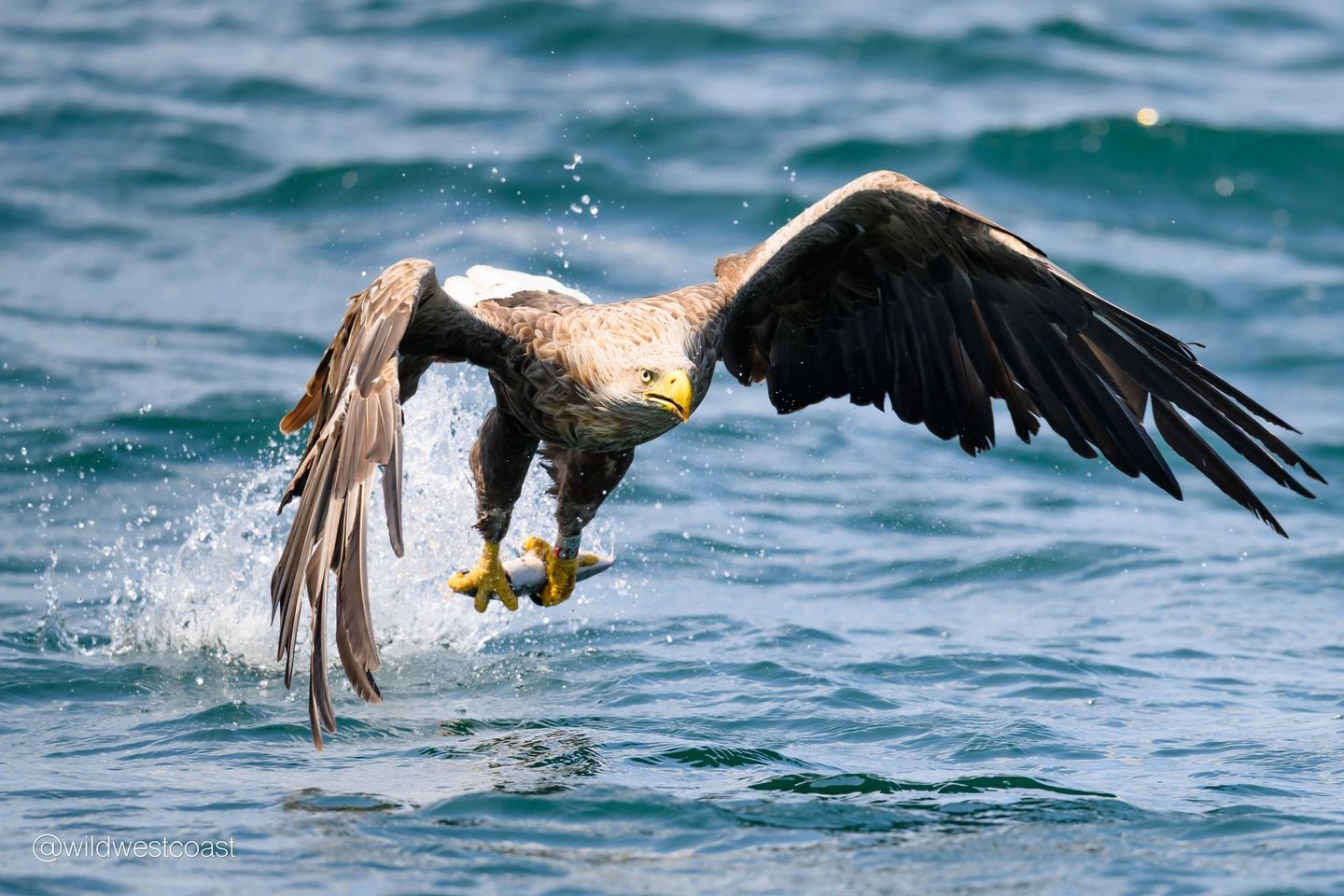 White Tailed Eagle Photography Special from Lochaline