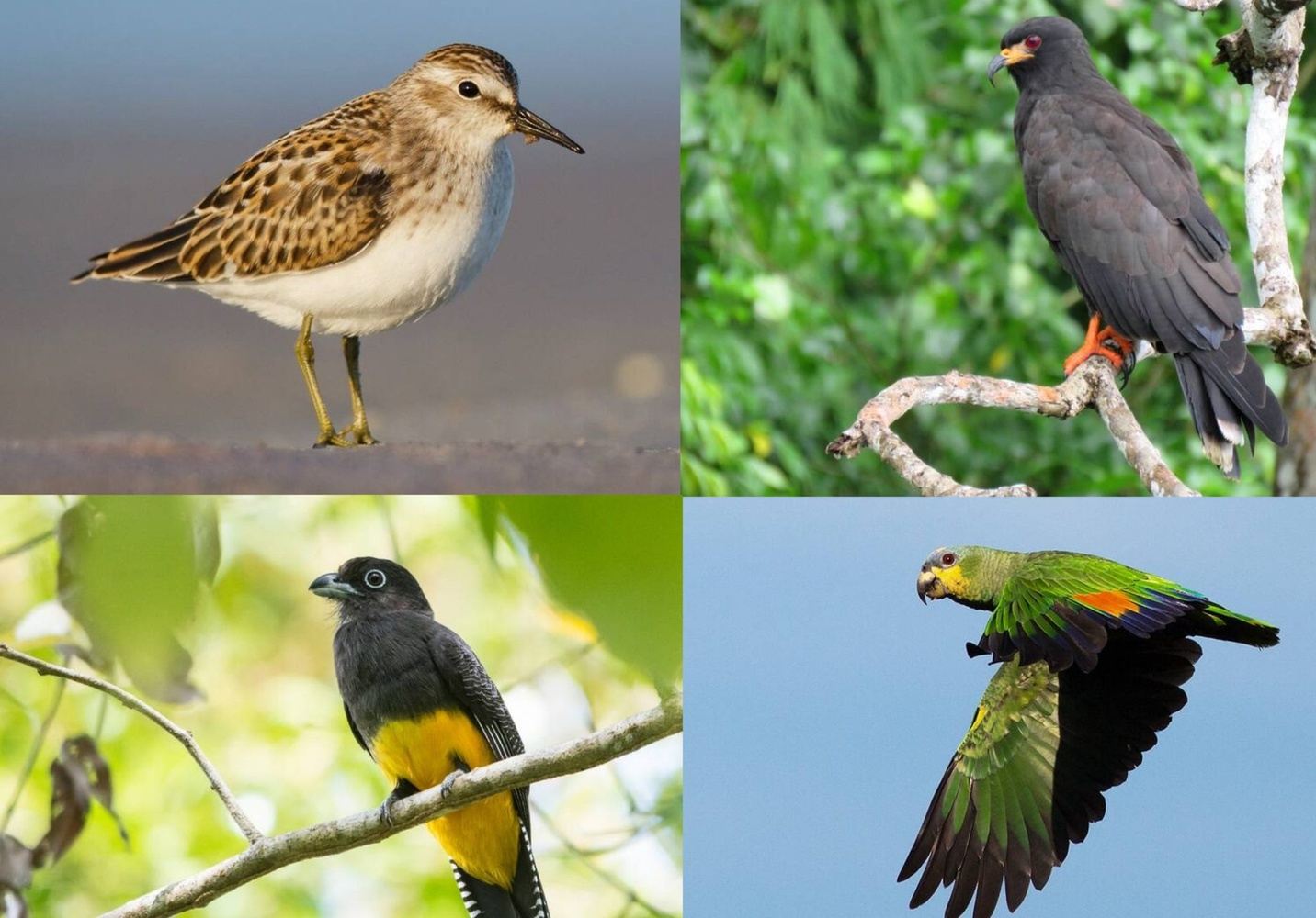 SURINAME BIRDING TOUR