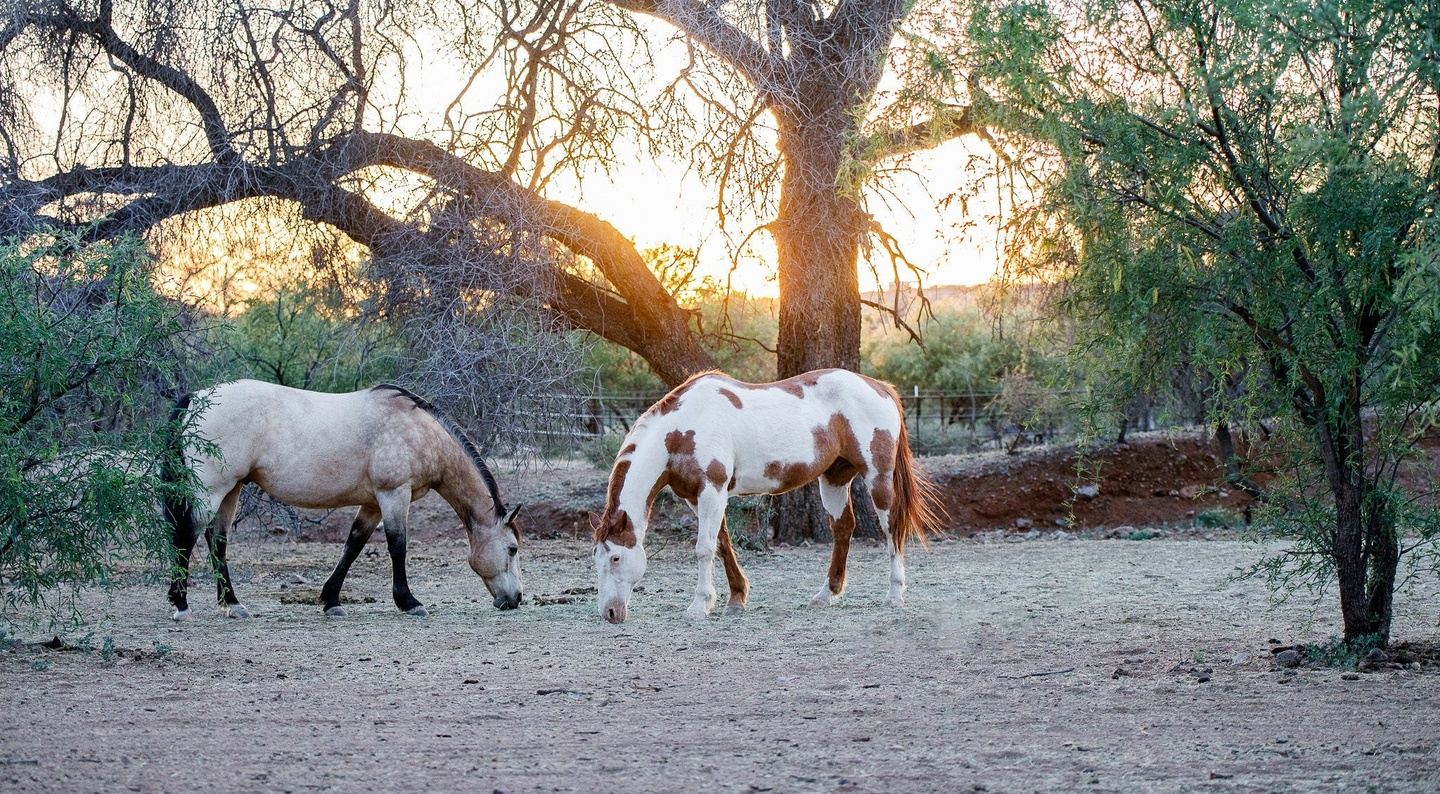 Desert Oasis: The Southwestern Herd Immersion Retreat