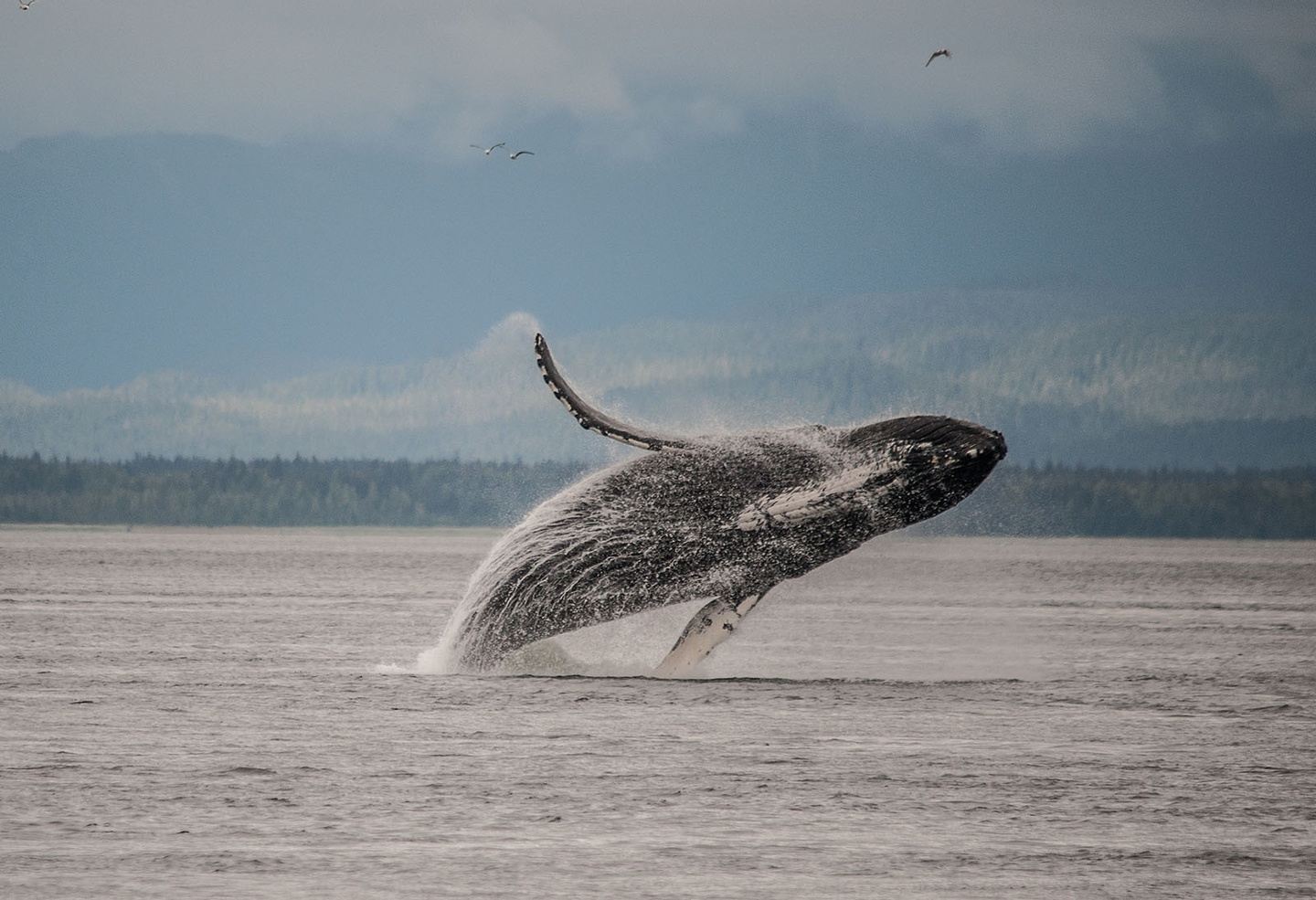 Around Admiralty Island: Trip is Full
