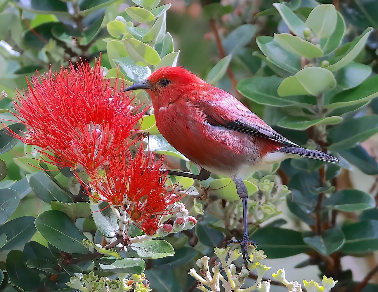 Birding Hawaii's Endemics to Pelagics: December 2026