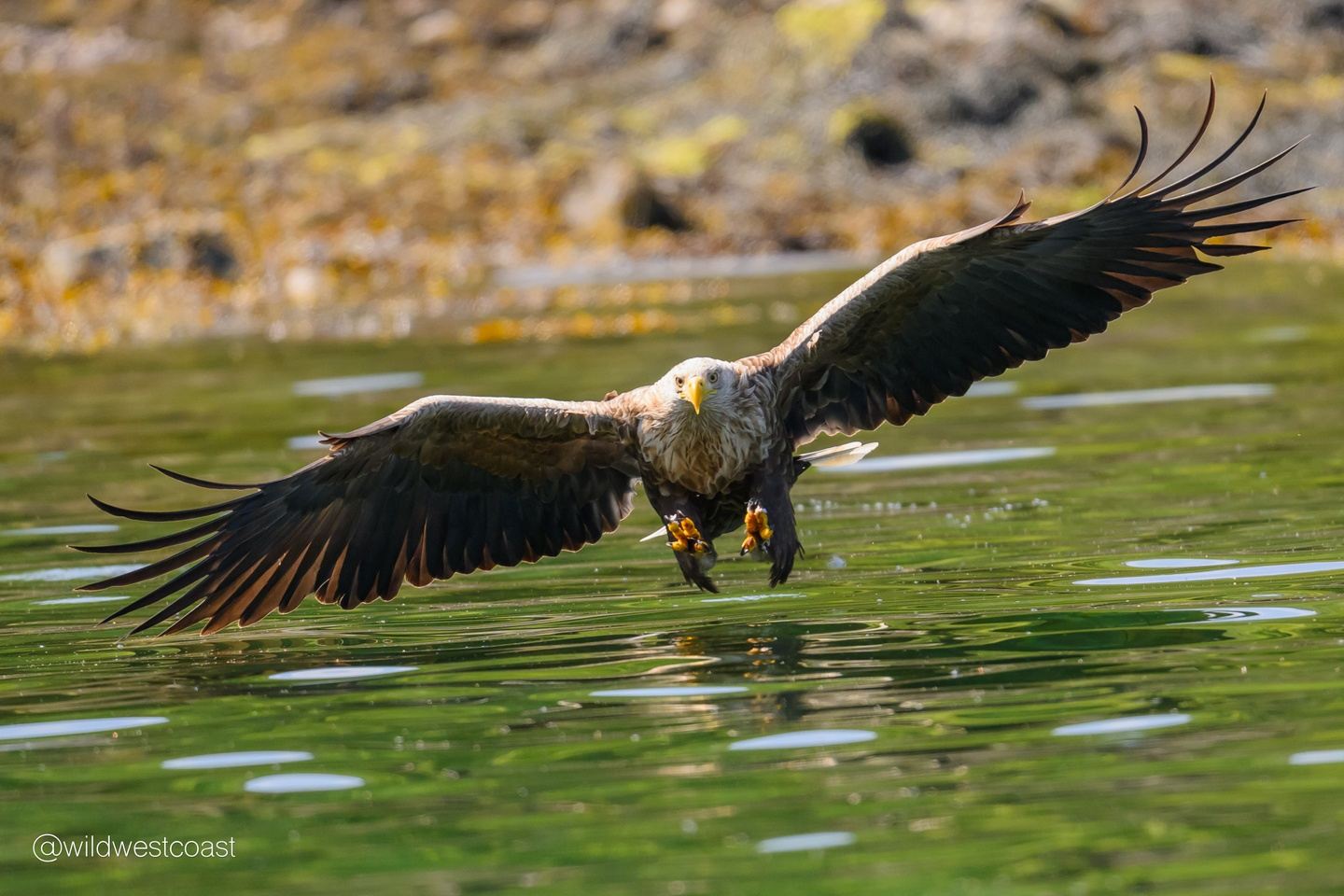 White Tailed Eagle Photography Special from Tobermory