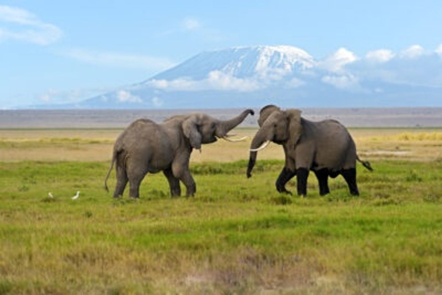 10 DAYS 9 NIGHTS KENYAN SAFARI WITH FLIGHT