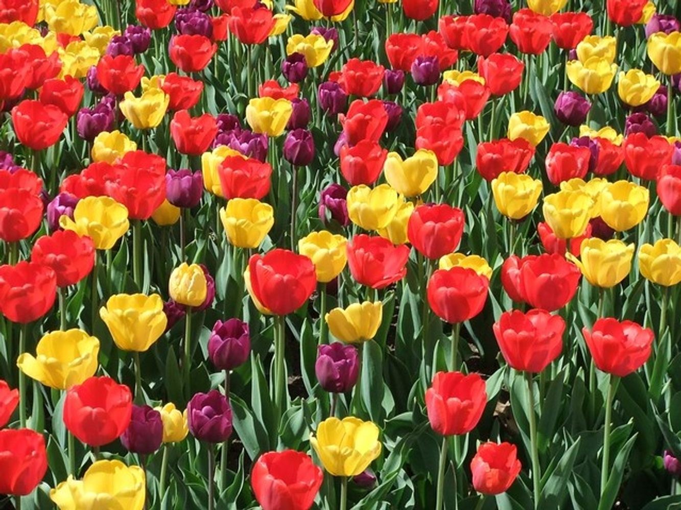 2024 Oregon Tulips, Wine, and Whales