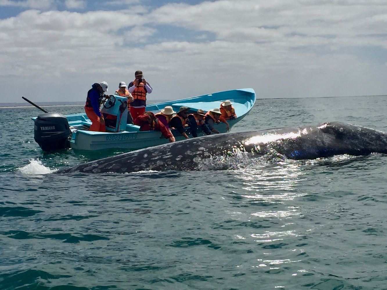 Whale Safari