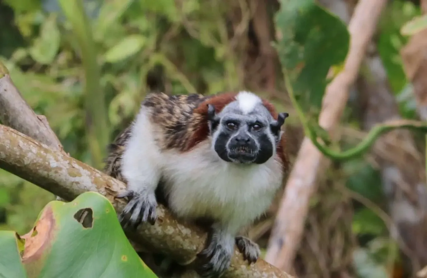 WILD SIDE OF THE PANAMA CANAL Lake Gatun Wildlife Tour