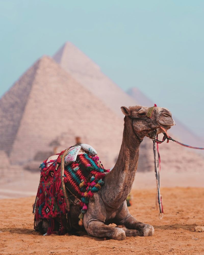 Giza pyramids & GEM MUSEUM