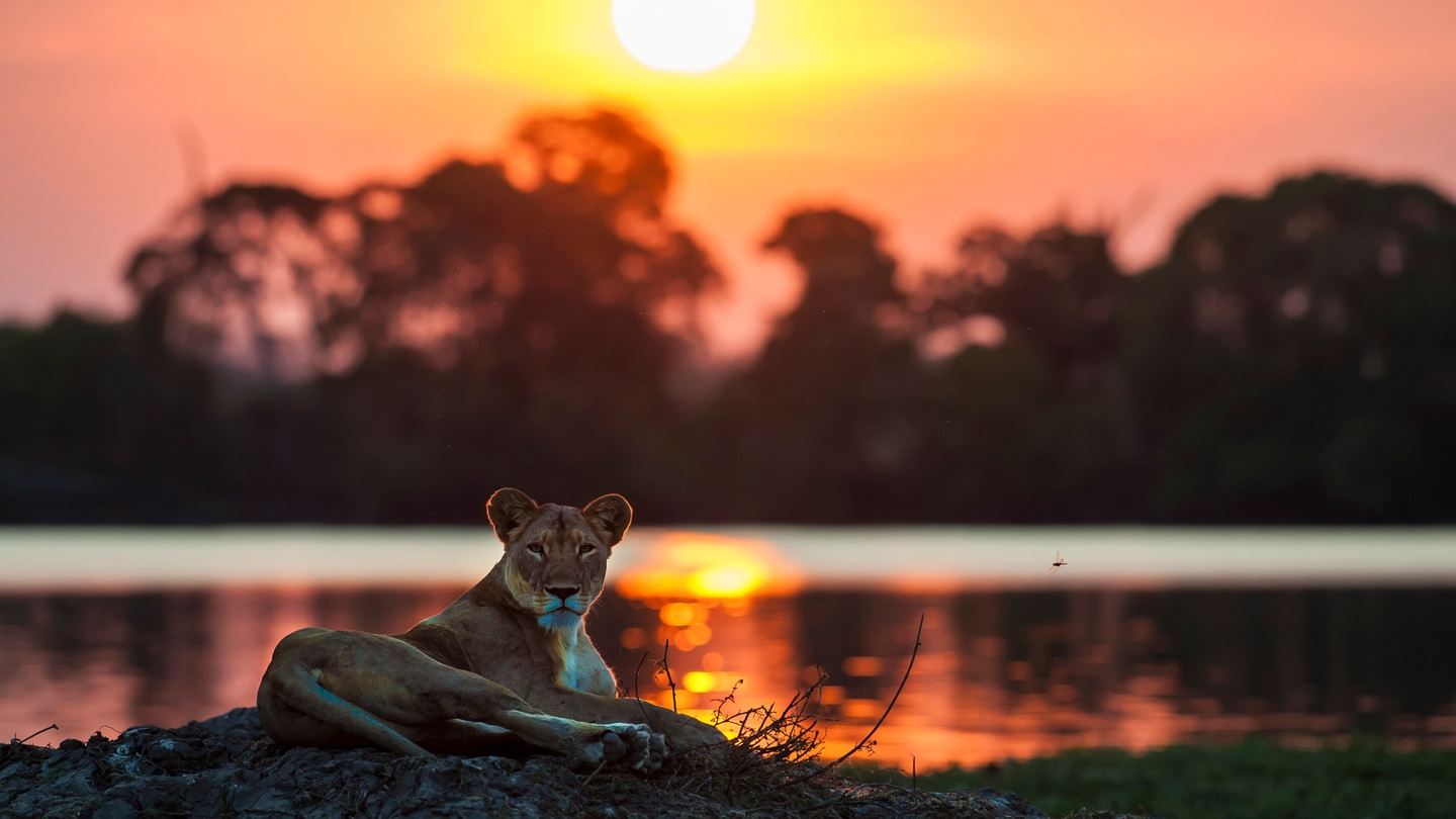 Zambia: A Bush Camp Safari, 2026