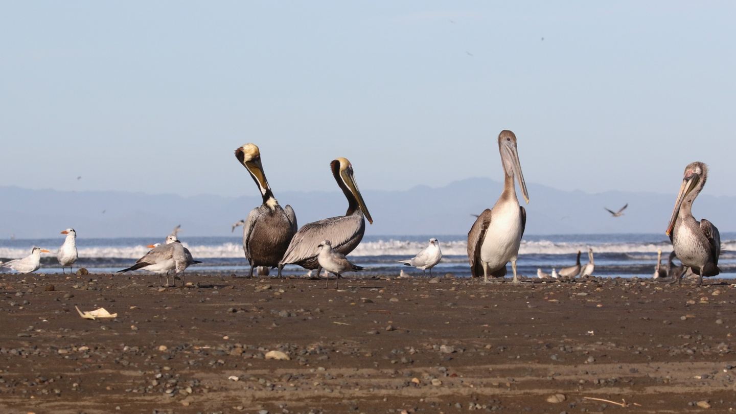 Southern Costa Rica with Lifer Nature Tours